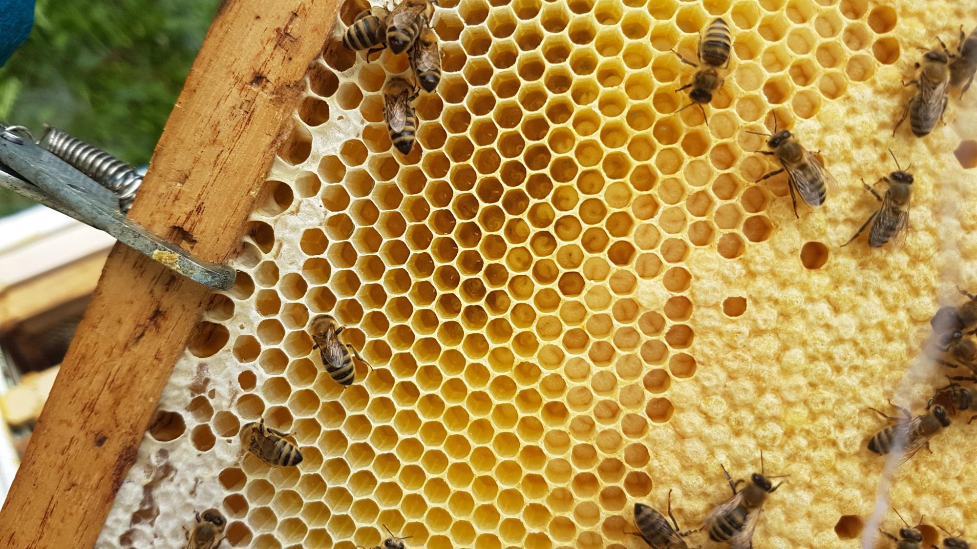 bienen-hb-hektar-nektar-hofbraeu-muenchen