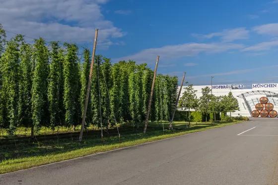 Hopfen Brauerei Hofbräu München Umwelt