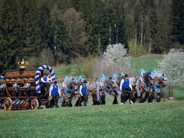 Pferdegespann mit Kutsche vor Hofbräu Oktoberfestzelt