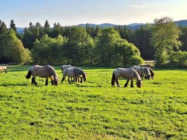 Brabanter auf Wiese im Gras