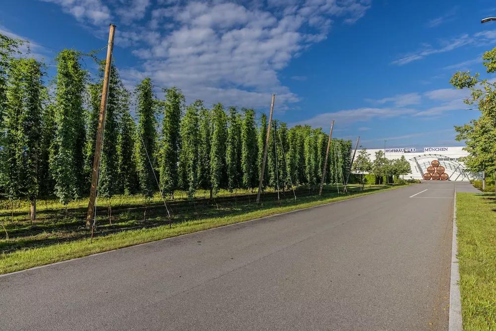 Hopfengarten Brauerei Hofbräu München