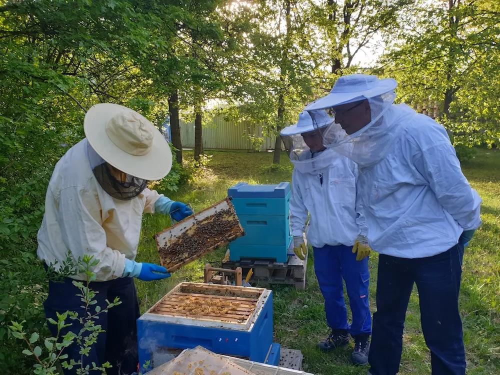 Bienenstöcke Brauereigelände Imker