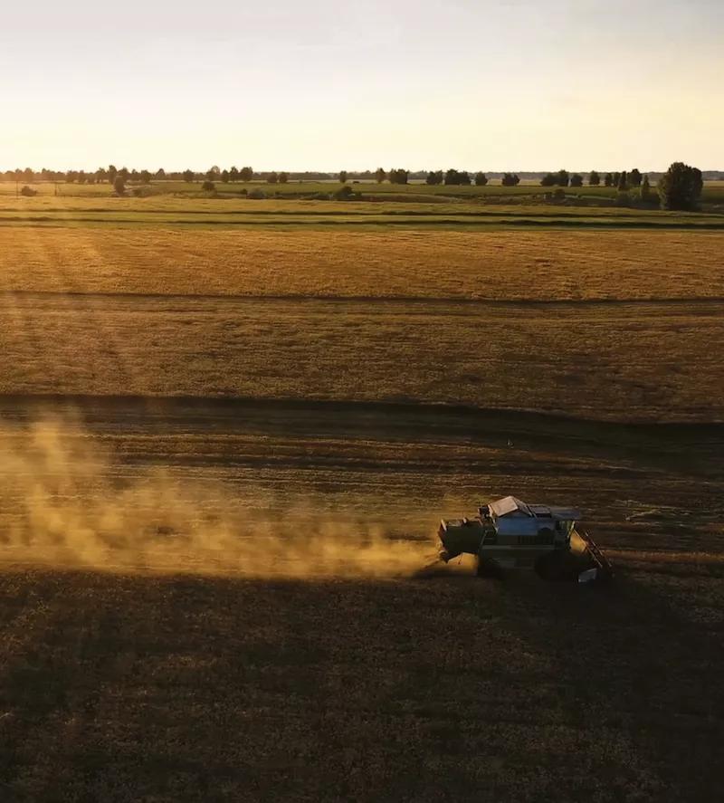 Malz Ernte Feld