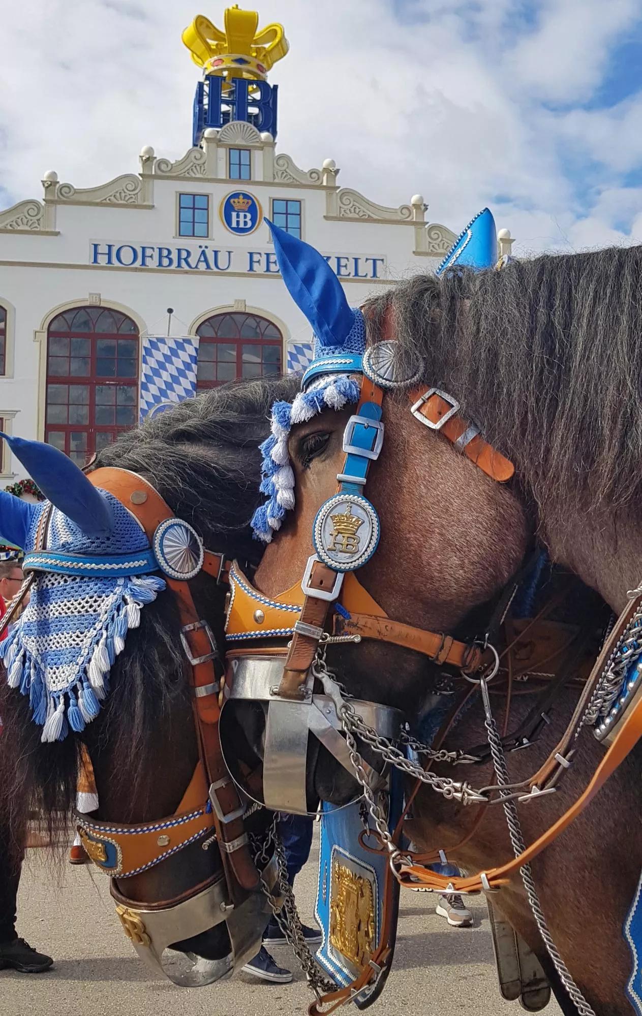 Pferd mit Schmuck vor Hofbräu Festzelt auf Oktoberfest München